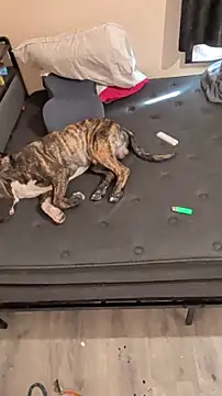 Snapshot of Cnutt310 chatting on March 2026 12:02:01 AM Cnutt310 online show from March 2026 12:02:01 AM