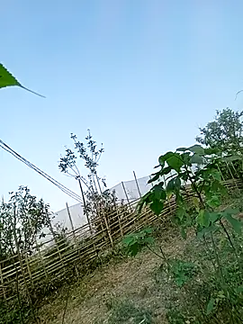 Chubbyhoney1 online show from March 2026 09:43:01 AM