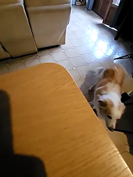 Stingles online show from October 2025 06:43:02 AM