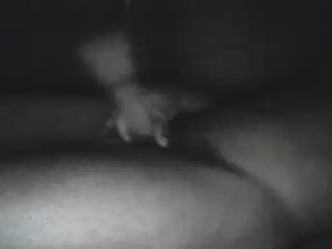 Snapshot of Bigcockjamaican876 chatting on October 2025 04:56:02 AM Bigcockjamaican876 online show from October 2025 04:56:02 AM