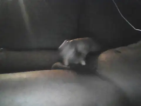 Snapshot of Bigcockjamaican876 chatting on October 2025 04:46:02 AM Bigcockjamaican876 online show from October 2025 04:46:02 AM