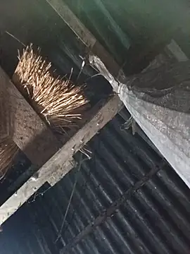 Snapshot of _Helala_ chatting on October 2025 11:07:01 PM Helala online show from October 2025 11:07:01 PM