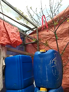 Snapshot of liu-liusexy chatting on February 2026 08:21:01 AM liu-liusexy online show from February 2026 08:21:01 AM