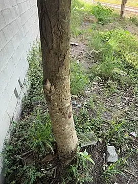 magraocam online show from June 2026 04:29:02 PM