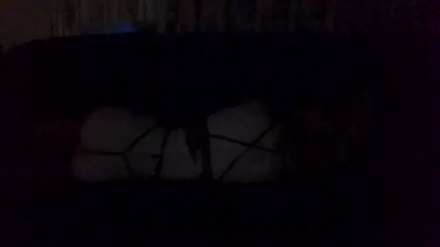 Rupoles online show from November 2025 01:13:02 PM