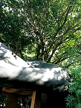 Snapshot of AlphaAlterX chatting on December 2025 07:52:01 PM AlphaAlterX online show from December 2025 07:52:01 PM