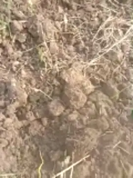 Susila ji online show from November 2025 09:20:02 AM