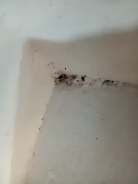 Snapshot of Punam_jindal chatting on October 2025 06:10:02 AM Punam jindal online show from October 2025 06:10:02 AM