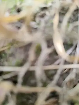 Snapshot of karandeep_Bhagat chatting on March 2026 10:43:02 AM karandeep Bhagat online show from March 2026 10:43:02 AM