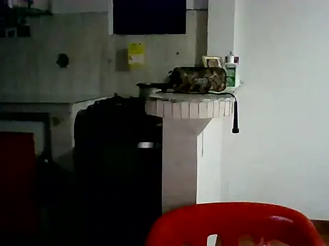 Snapshot of XavierFox1 chatting on November 2025 03:45:01 AM XavierFox1 online show from November 2025 03:45:01 AM