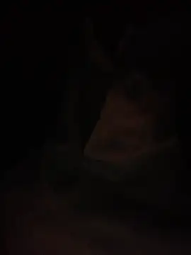 Halyy xx online show from March 2026 01:28:01 PM