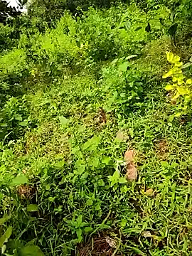 telugumodda4396 online show from September 2025 08:06:01 AM