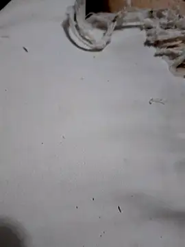 SALCEDO 041198 online show from October 2025 10:52:02 PM