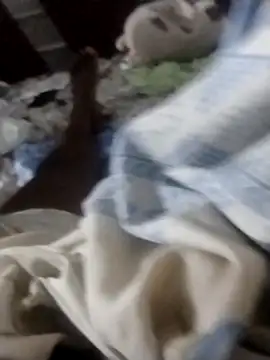 Dchocolatina online show from December 2025 11:39:02 AM