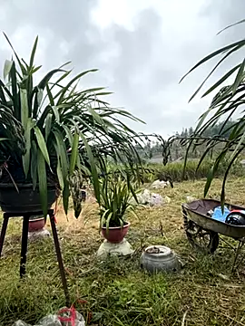 Snapshot of miemie-xx chatting on November 2025 01:11:01 AM miemie-xx online show from November 2025 01:11:01 AM