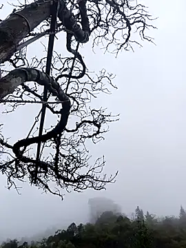 siusiu-00 online show from November 2025 01:07:02 AM