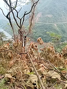 Mising5022 online show from December 2025 06:55:02 AM