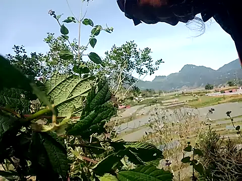 Snapshot of nui-show chatting on November 2025 03:50:01 AM nui-show online show from November 2025 03:50:01 AM