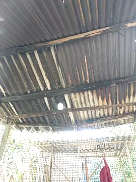 Squirrel-Pear online show from November 2025 03:50:01 AM