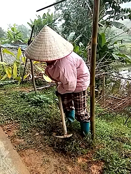 Fish yellow online show from December 2025 01:55:02 AM