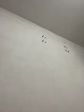 emmanuelfsaf online show from November 2025 12:00:01 AM