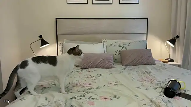 Snapshot of Itslillybloom chatting on November 2025 04:22:01 AM Itslillybloom online show from November 2025 04:22:01 AM