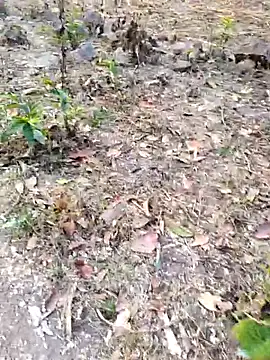 desi alpha boy online show from February 2026 01:48:01 AM