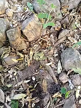 desi alpha boy online show from February 2026 01:42:02 AM