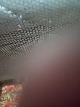 Snapshot of Ariee_199 chatting on December 2025 10:29:02 PM Ariee 199 online show from December 2025 10:29:02 PM