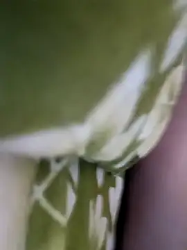 Aalam 0890 online show from December 2025 11:03:02 AM