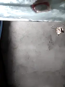 gigo-ulala online show from December 2025 01:38:01 PM