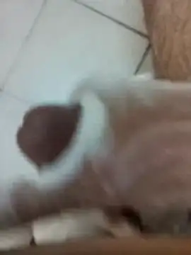 Amoooooun online show from December 2025 09:04:01 AM