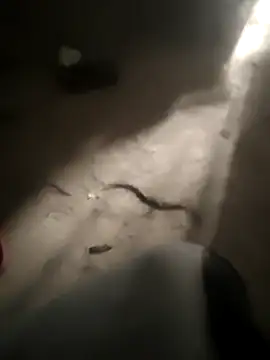 DanielGr27 online show from February 2026 11:31:02 PM