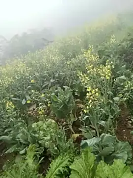 neko-nancy online show from February 2026 02:59:02 AM