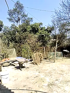 neko-nancy online show from February 2026 07:04:02 AM