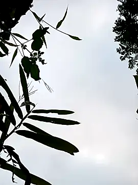 little-effy online show from January 2026 12:15:01 AM