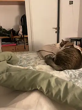 Snapshot of latinkitsune chatting on December 2025 04:18:02 AM latinkitsune online show from December 2025 04:18:02 AM