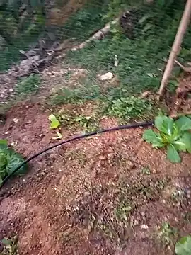 Happy sweet1 online show from January 2026 10:52:01 AM