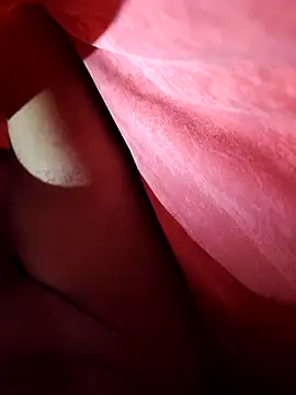 shokola online show from February 2026 09:59:02 AM