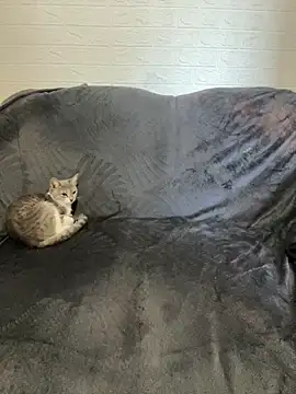 Snapshot of AlisRoxy chatting on February 2026 06:13:01 AM AlisRoxy online show from February 2026 06:13:01 AM