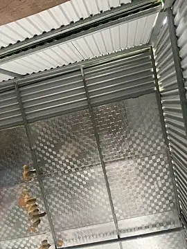 Snapshot of tuncube chatting on March 2026 06:17:01 AM tuncube online show from March 2026 06:17:01 AM