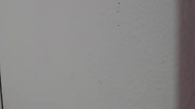 bonniedreams 18 online show from February 2026 01:38:02 PM