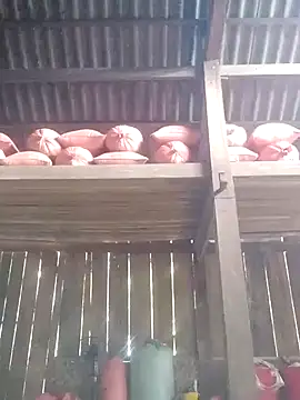 Snapshot of Linka998 chatting on March 2026 06:30:01 AM Linka998 online show from March 2026 06:30:01 AM