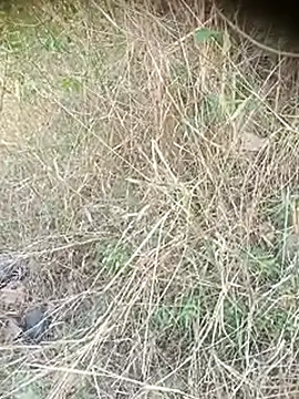 Snapshot of Ambala1 chatting on April 2026 06:40:01 AM Ambala1 online show from April 2026 06:40:01 AM