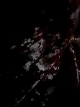 Couple hot999 online show from March 2026 02:56:01 PM