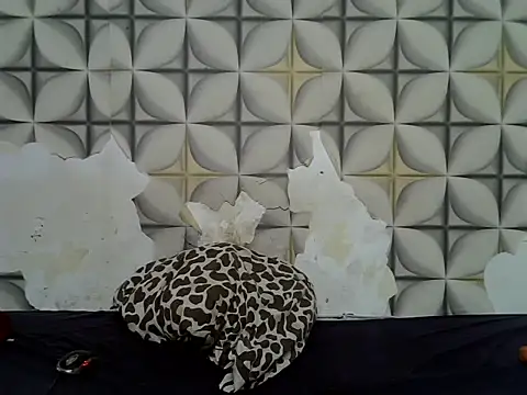 fine grap online show from June 2026 05:05:01 AM