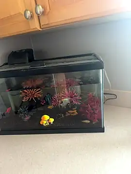 Snapshot of lovely_beast chatting on December 2025 06:13:02 PM lovely beast online show from December 2025 06:13:02 PM