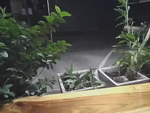 sara kimoo online show from January 2025 05:55:01 PM