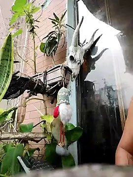 k lebannon online show from February 2025 08:56:01 PM