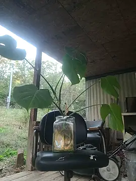 Snapshot of xomikaylaxo chatting on October 2025 10:32:02 PM xomikaylaxo online show from October 2025 10:32:02 PM